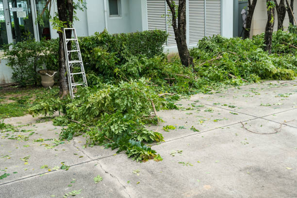 Leaf Removal in Nanticoke, PA