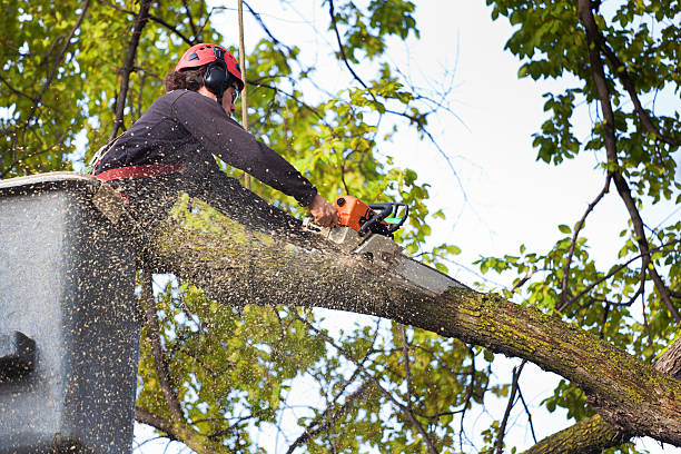 How Our Tree Care Process Works  in  Nanticoke, PA